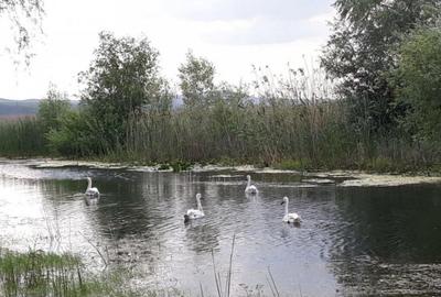 CASLITA- TEREN 1629 MP, IESIRE LA BALTA CASLA - 1