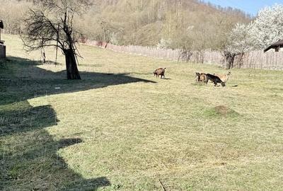 Casă cu 5 camere cu Teren 388 Mp în Malaia - 1