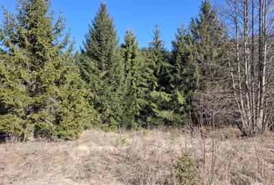 Teren Construcții intravilan de 2089 mp, în Schitu Tarcău - 4