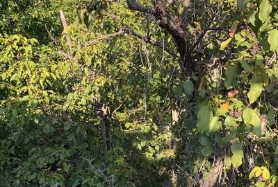 Vila zina 1 Mai Arcul de Triumf - 2