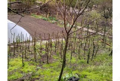 Casa de vanzare cotofeni din fata Casa de vanzare cotofeni din fata - 2