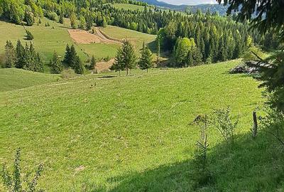 Teren de 3300 mp, în Piatra - 8
