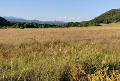 Teren de 16500 mp, în Tomești - 7