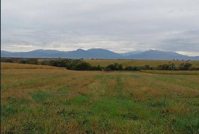 Teren agricol intravilan de 47700 mp, în Dobolii de Jos - 2