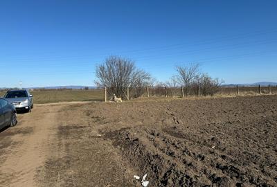 Teren construcții/hale industriale - Se acceptă și variante - 2