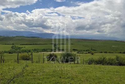 Teren de 11500 mp, în Daia - 4