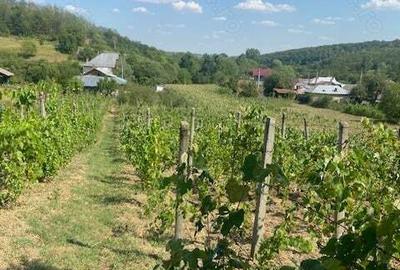 Casă cu 5 camere în Carcadiești - 7