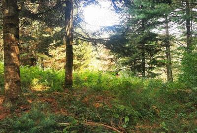 Teren de 900 mp, în Văliug - 14