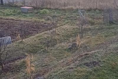 Teren de 1000 mp, în Ciurila