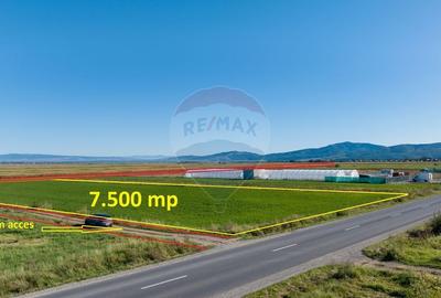 Teren 7,500mp Tarlungeni / Strada Zizinului - 9