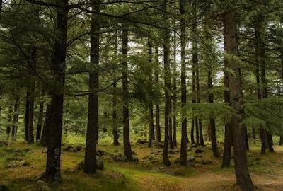 Pădure 270 Hectare, Județul Bacău, Oportunitate Excelentă! - 3