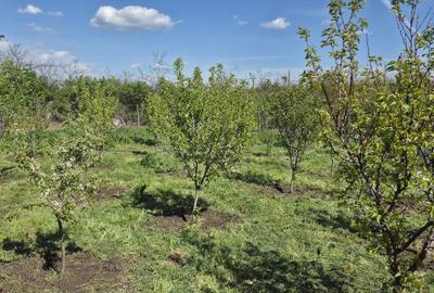 Teren agricol intravilan de 2050 mp, în Valea Măcrișului - 6