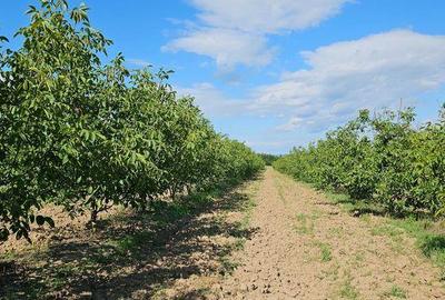 Teren de 140000 mp, în Bucov - 5