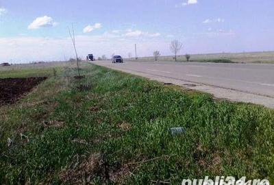 Teren de 2500 mp, în Ghimpați - 3