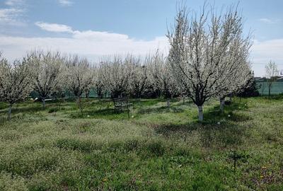 Teren Construcții intravilan de 1200 mp, în Căscioarele (Ulmi) - 9