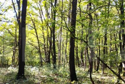 Teren de 3387 mp, în Făget - 2