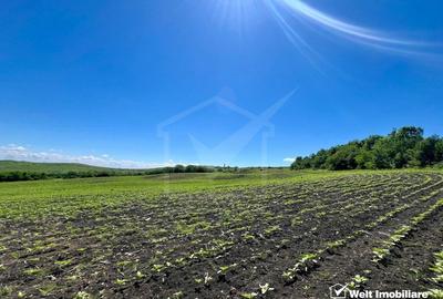 Oportunitate investitie, Chinteni, zona Macicas 31.600 MP - 5