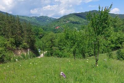 Teren de 4000 mp, în Lopătari - 3