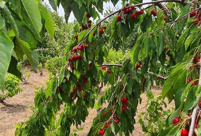 Casă în Valea Nucului - 4