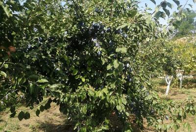 Casă cu 3 camere în Beștepe - 3