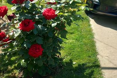 Casă cu 4 camere în Grădiștea - 6