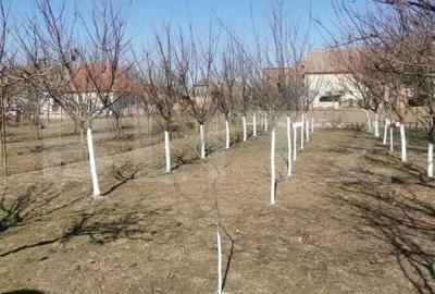 Casă cu 6 camere cu Teren 1500 Mp în Central - 2