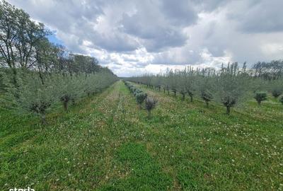 Spațiu comercial, în Păuliș - 1