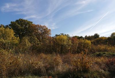 De vansare teren intravilan 600 mp pentru zona de agrement, Zona pădure -Jupiter - 1