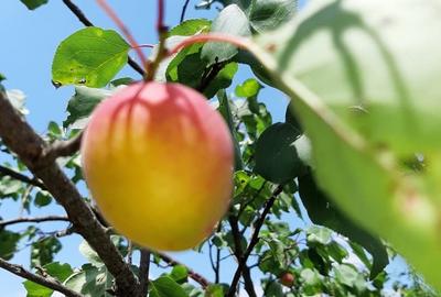 Casă cu 3 camere cu Teren 1550 Mp în Berceni - 9