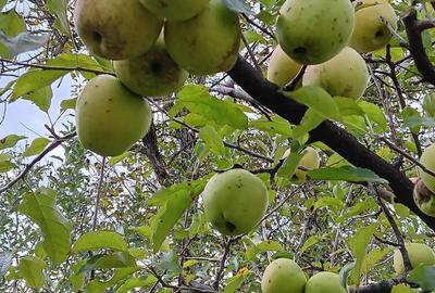 Teren de 1000 mp, în Berchez - 6