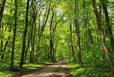 Spațiu comercial, în Băneasa - 2