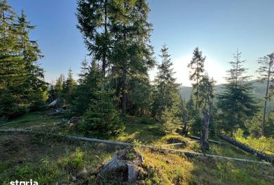Teren de 500000 mp, în Ciocănești - 10