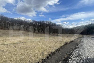 Teren extravilan de vanzare, 2,4 hectare, zona drumul Tarpiu - 3