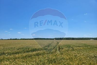 Teren Construcții intravilan de 4100 mp, în Periș