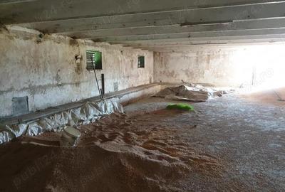 Inchiriere teren 30,000mp si hale in conservare Singureni Giurgiu - 3