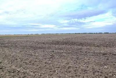 Teren extravilan, Comuna Valcele, Jud calarasi - 5