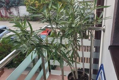 Casa 3 camere de vanzare Bragadiru - 12