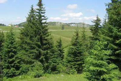Teren intravilan de 4238 mp, în Fundățica