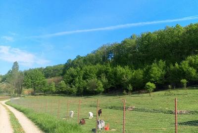 Teren de 5500 mp, în Drăganu - 4