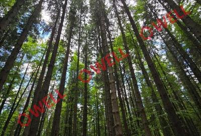 Teren de 23000 mp, în Vama Buzăului - 7