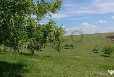 Teren de 8743 mp, în Tileagd - 1