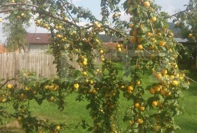 Casă individuală cu 3 camere cu Canalizare în Baciu - 19