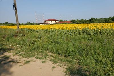 Teren Construcții intravilan de 1096 mp, în Ciolpani - 2