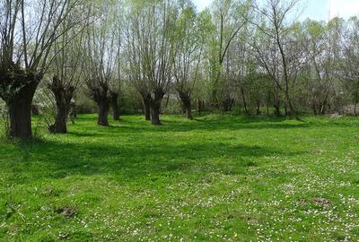 Teren de 3200 mp, în Provița de Sus - 2