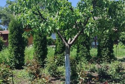 Casă individuală cu 2 camere cu Teren 2000 Mp în Davideni - 15