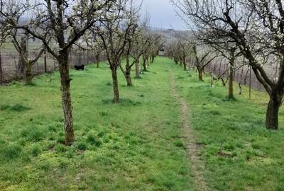 Teren de 2000 mp, în Dezmir - 9