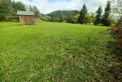 Teren de 8000 mp, în Vama