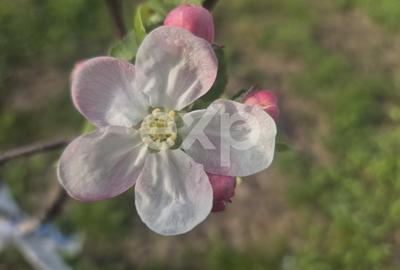 Casă individuală cu 3 camere cu Canalizare în Albota - 8