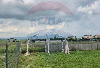 Teren Construcții intravilan de 517 mp, în Bod - 3