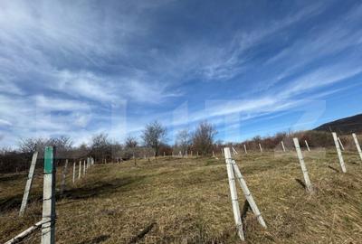 Teren extravilan de vanzare, 1000 mp, zona Valea Rusului - 1